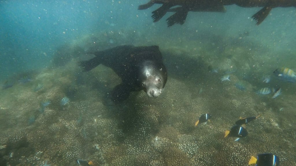 La Paz whale shark sea lion snorkel tour Baja