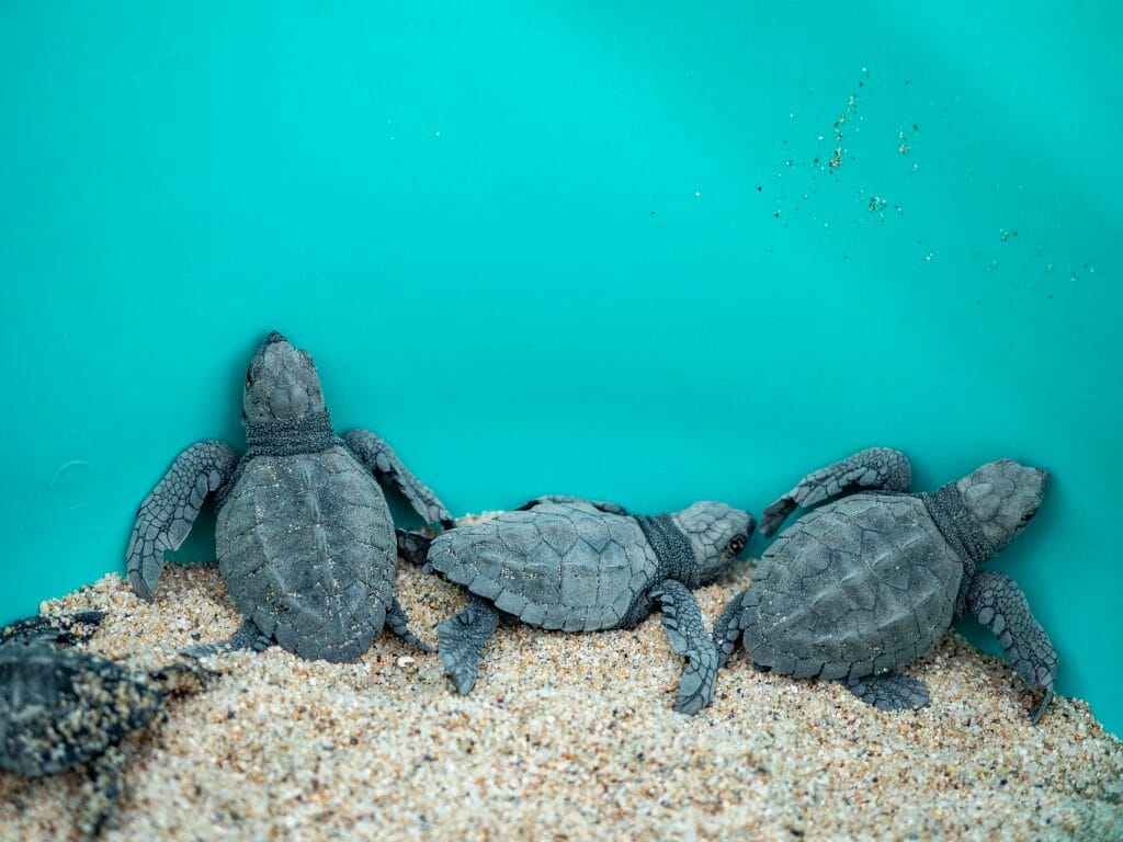 Todos Santos Baja Mexico beach baby turtle rescue