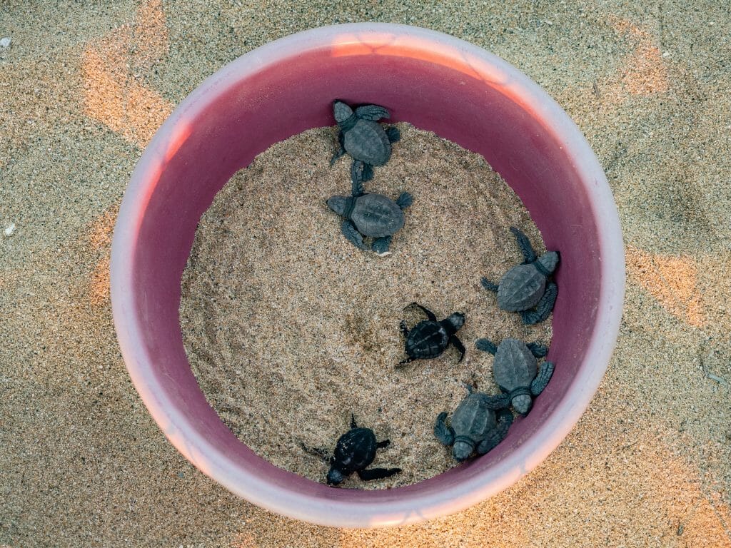 Todos Santos Baja Mexico beach baby turtle rescue