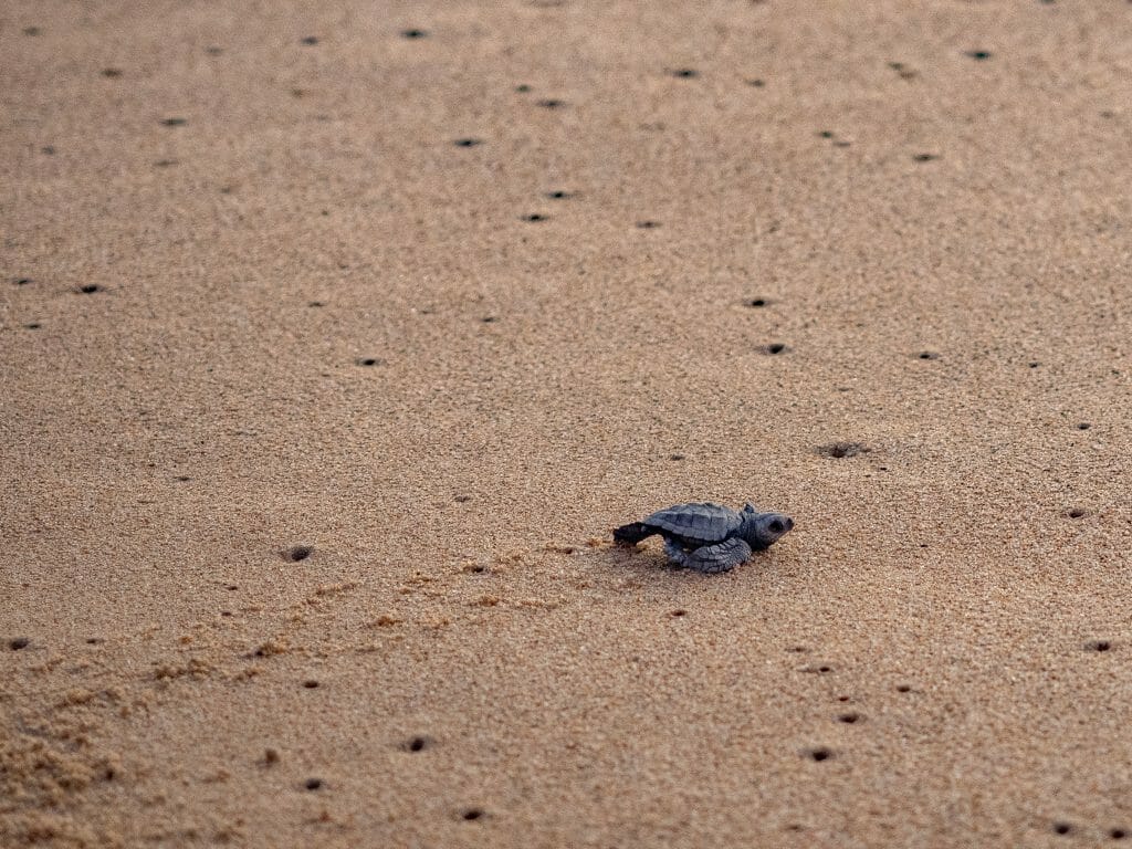 Todos Santos Baja Mexico beach baby turtle rescue