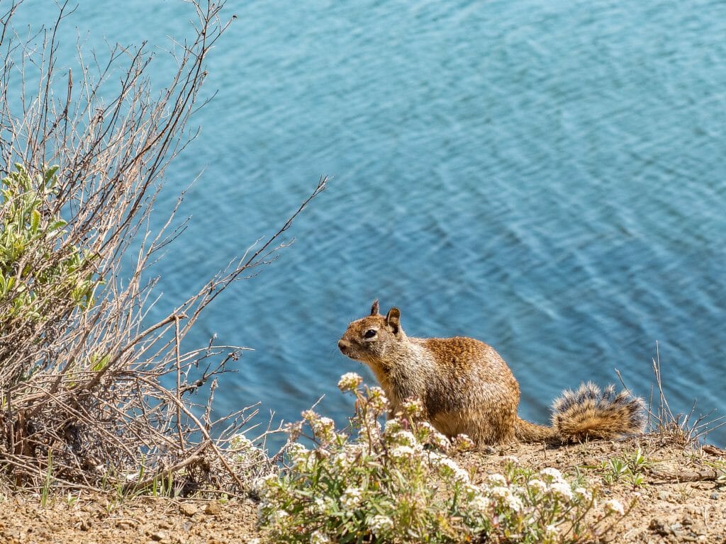 Squirrel Morro Bay vanlife Brooke Around Town