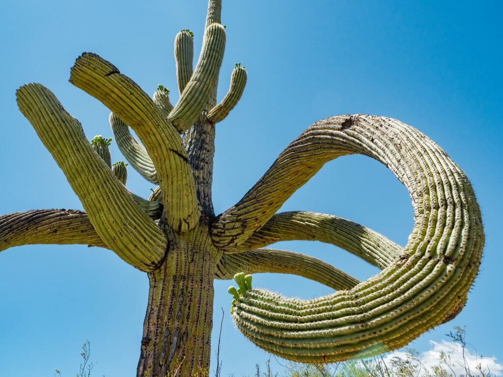 Saguaro National Park Cactus Forest Loop Drive Mica View trail hike