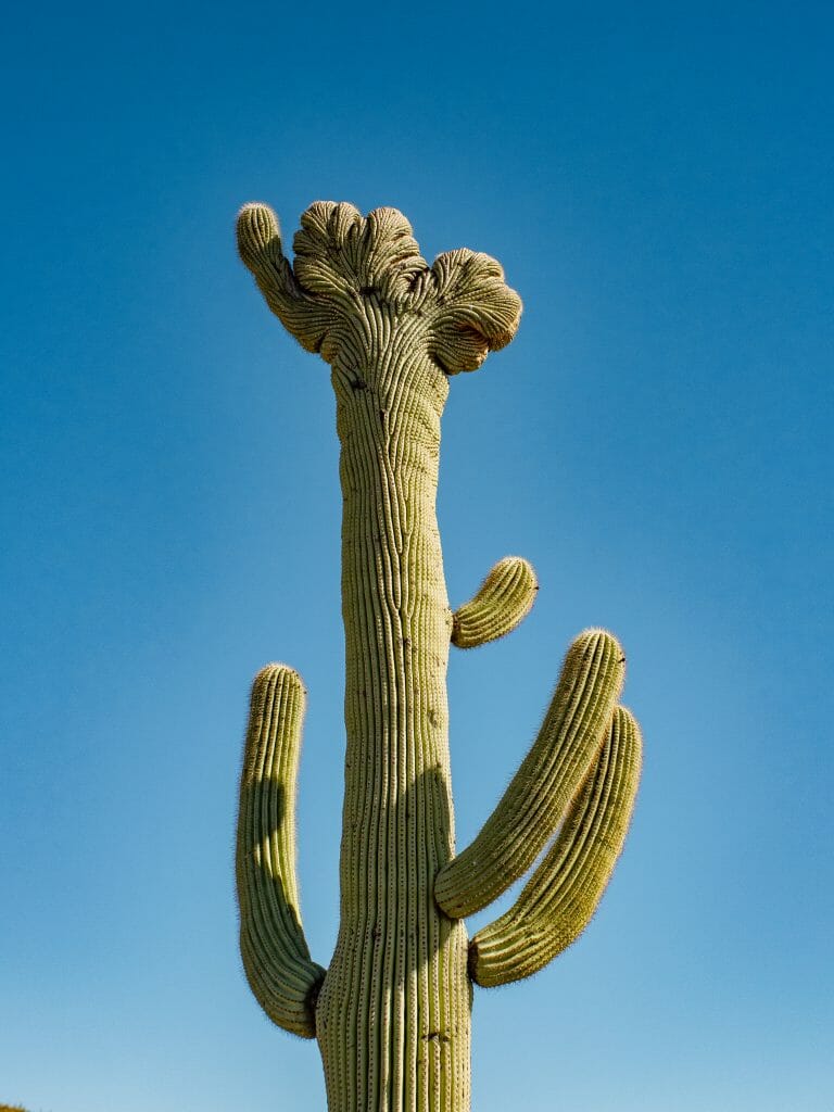 Saguaro National Park Cactus Forest Loop Drive Cristate Saguaro