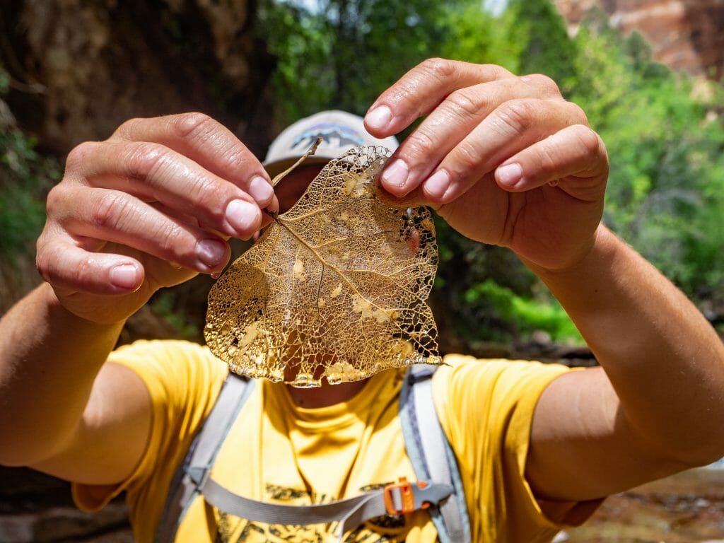 Zion National Park itinerary best hikes Subway