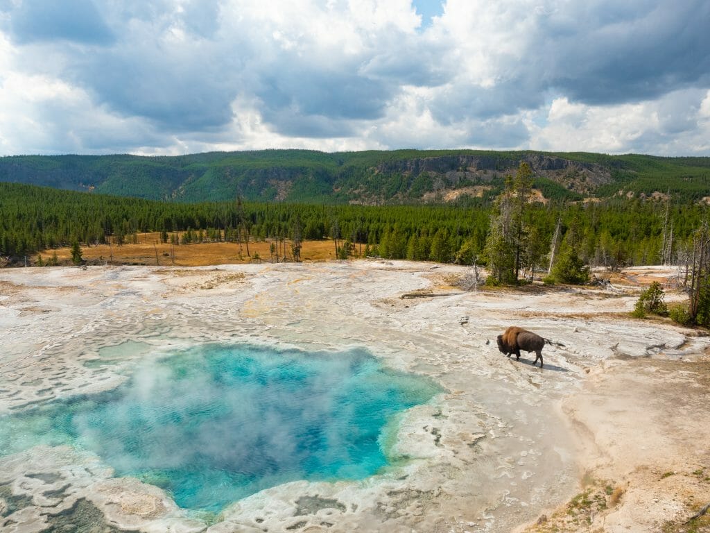 Yellowstone National Park itinerary bison