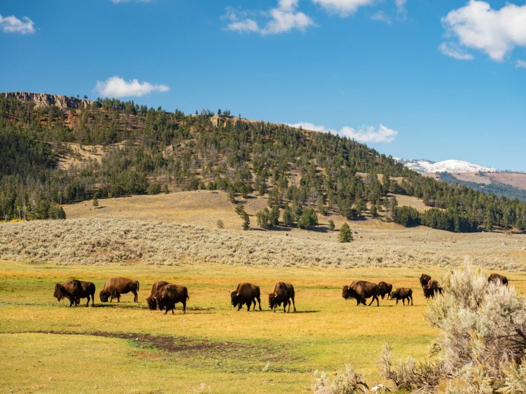 Yellowstone National Park itinerary
