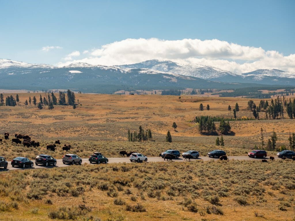 Yellowstone National Park itinerary bison