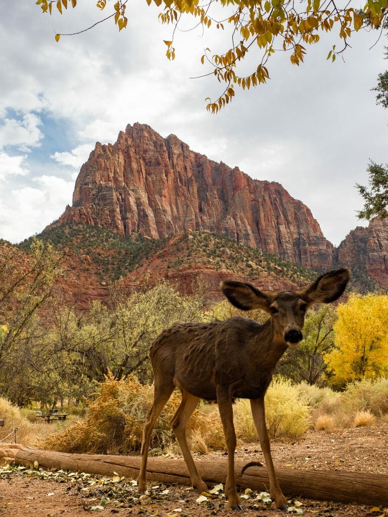 Zion National Park itinerary best hikes