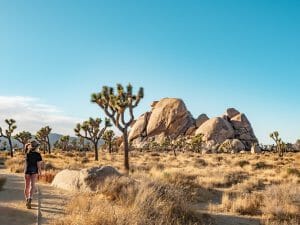 Joshua Tree National Park hiking 1-day itinerary