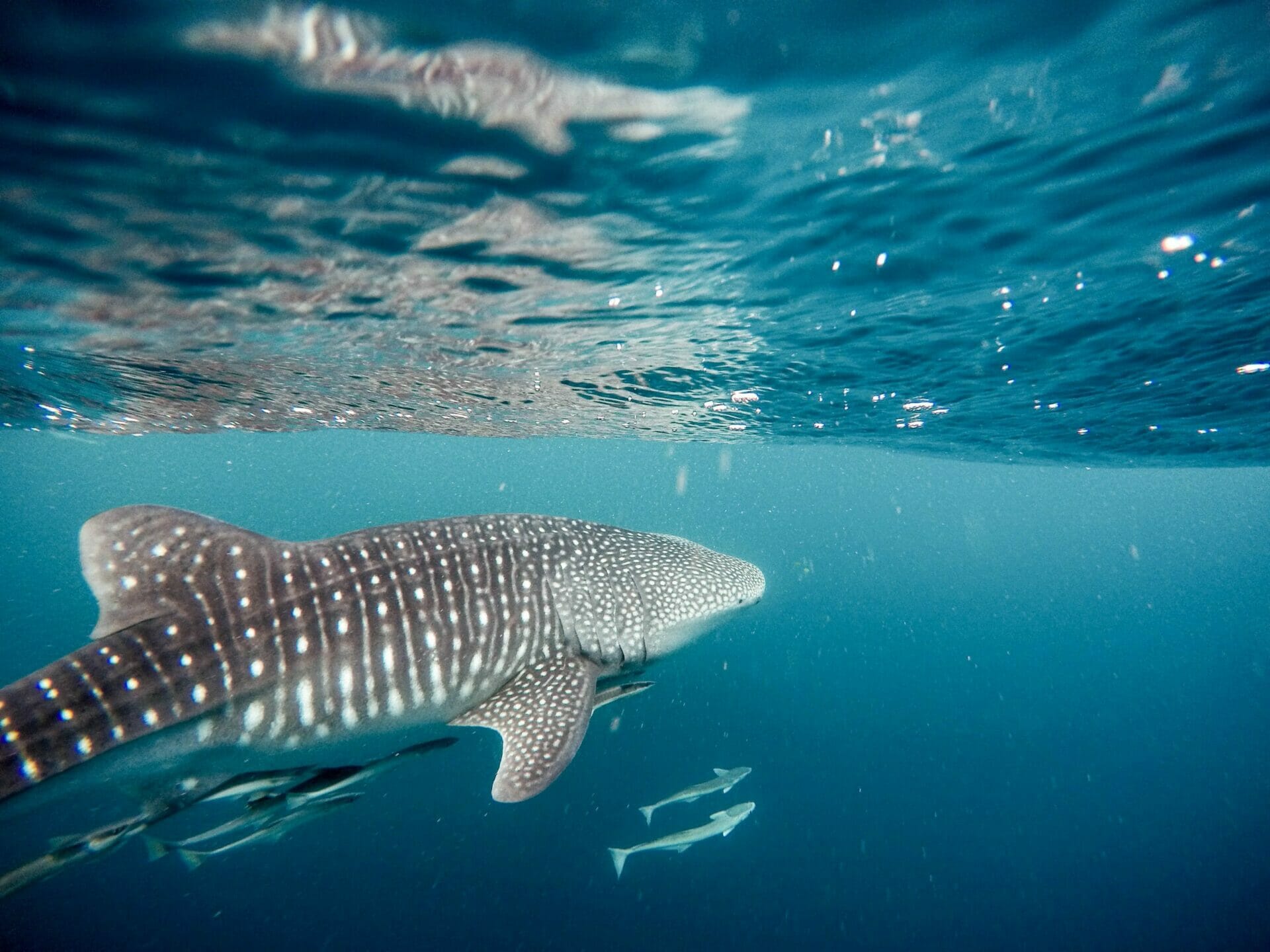 La Paz whale shark sea lion snorkel tour Baja