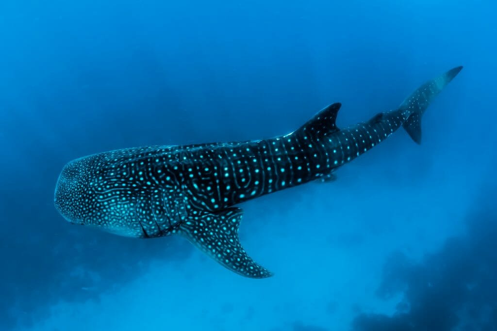 La Paz whale shark sea lion snorkel tour Baja