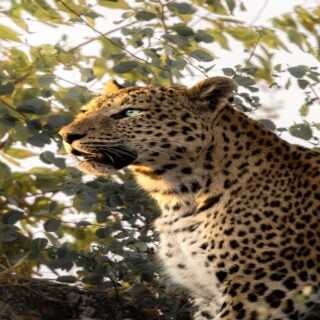 so many incredible moments on safari with @world_of_wilders in Jhalana Reserve (near Jaipur) a few weeks ago… the last photo might be the best shot of my career 😅

—
#safari #leopard #leopardsafari #travelindia #india