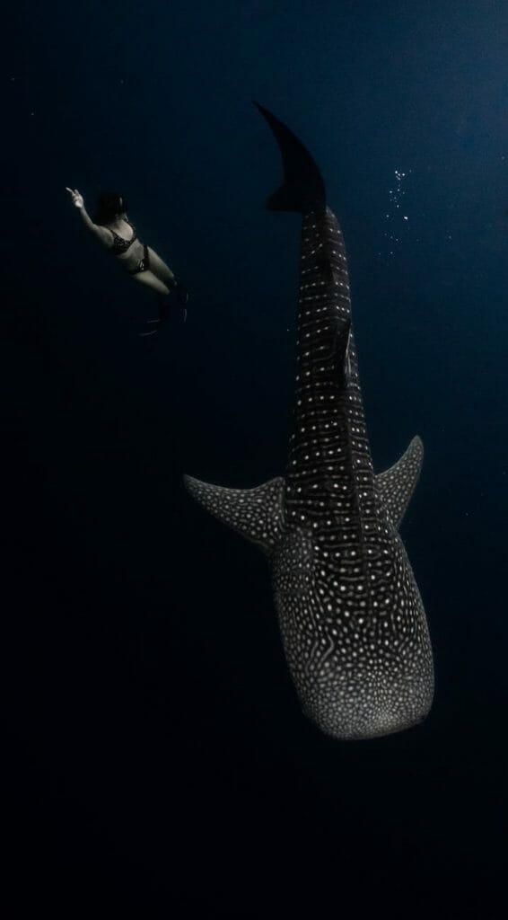 La Paz whale shark sea lion snorkel tour Baja