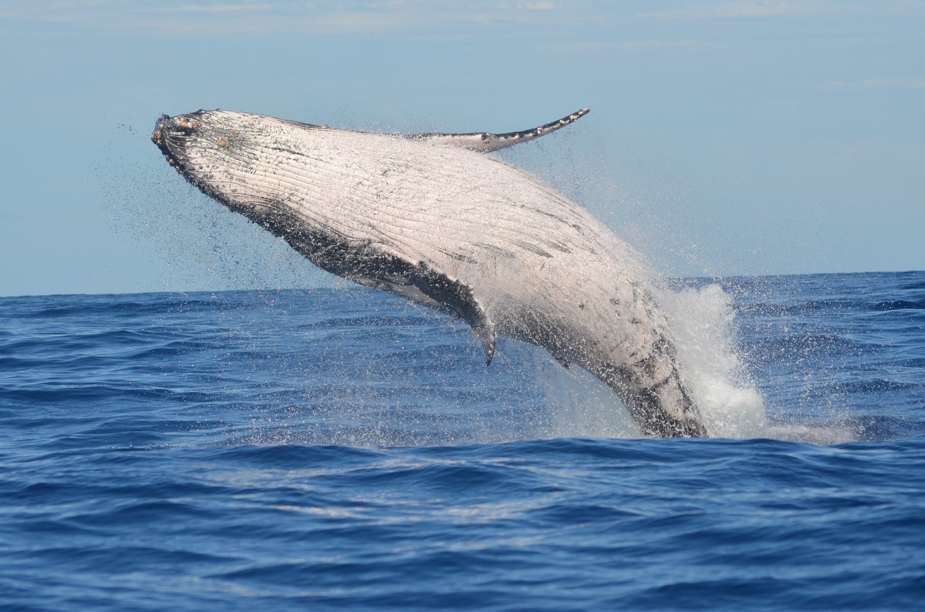a humpback whale leaping out of the ocean