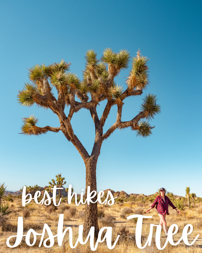 Best hikes in Joshua Tree National Park