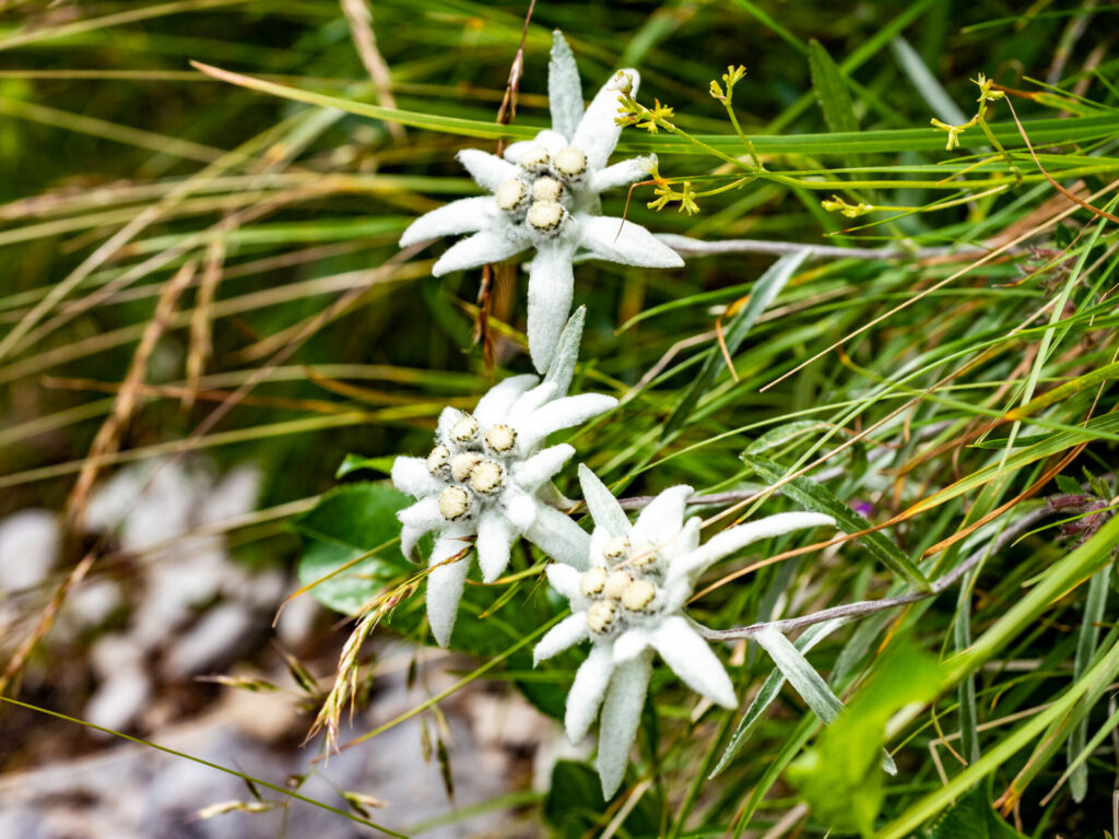 Edelweiss flower