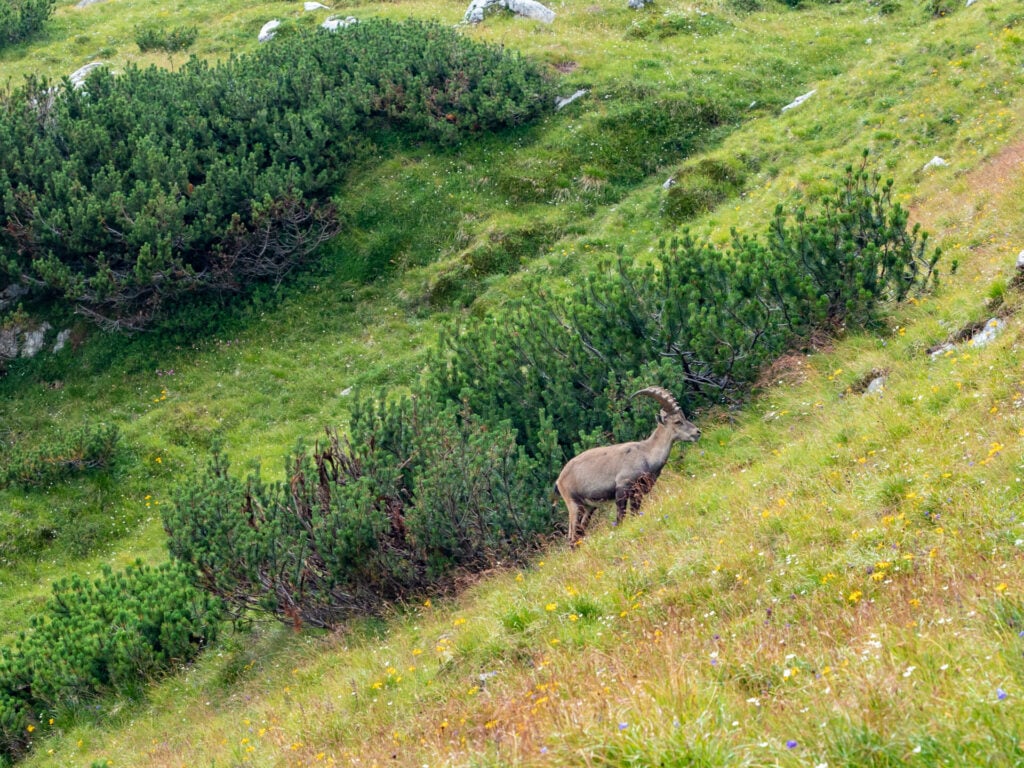 Alpine ibex on Alta Via 4