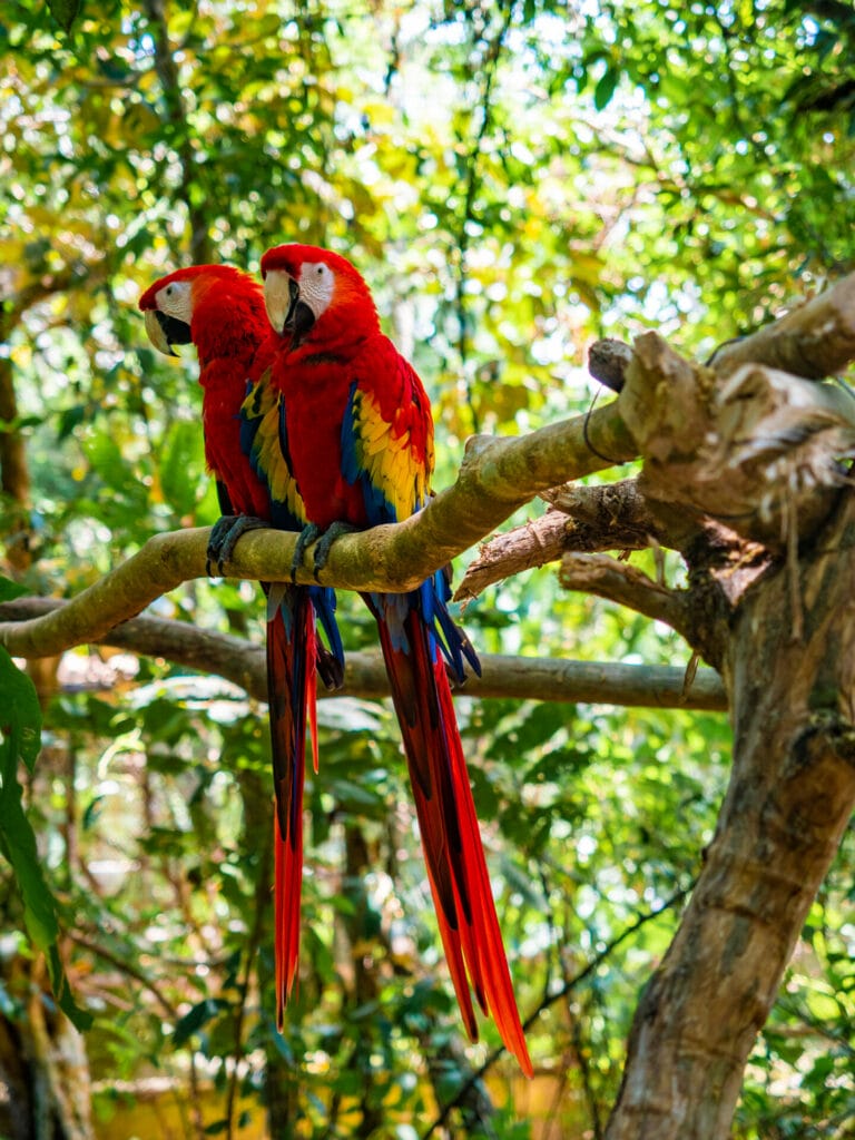Aluxes Animal Sanctuary in Palenque, Chiapas