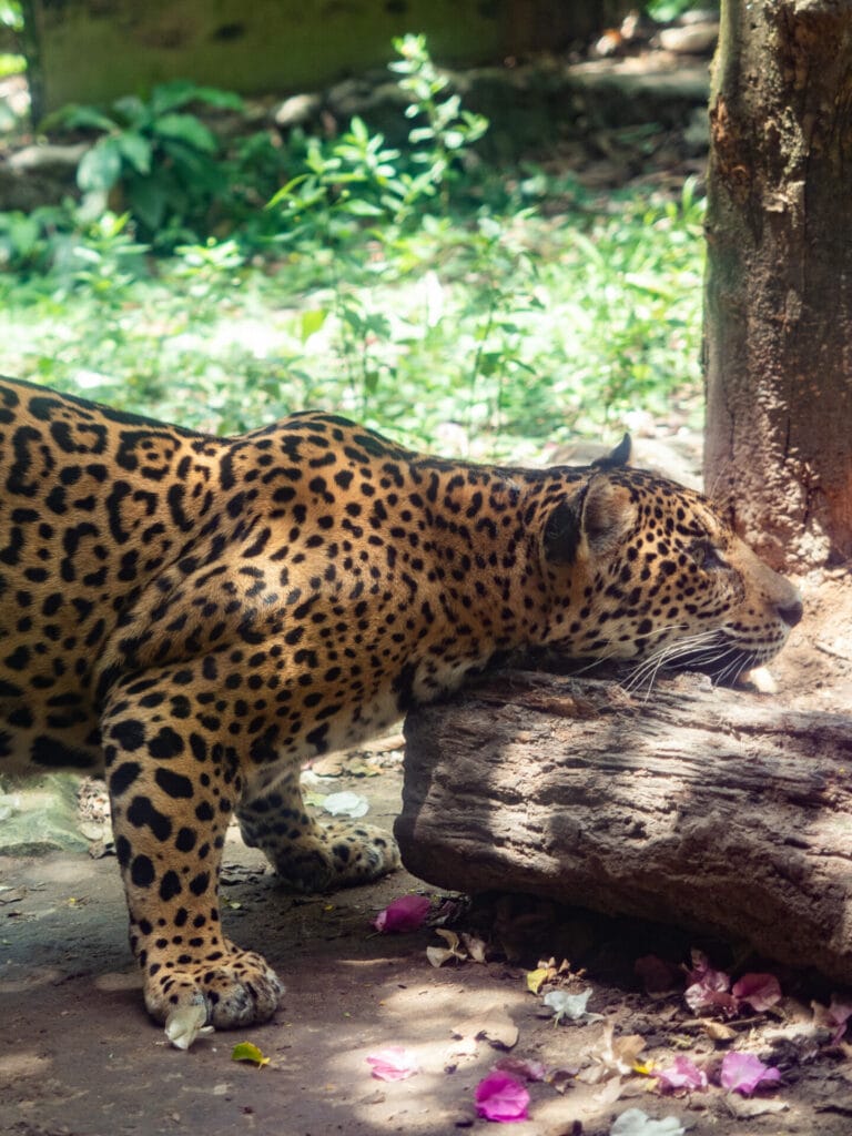 Aluxes Animal Sanctuary in Palenque, Chiapas