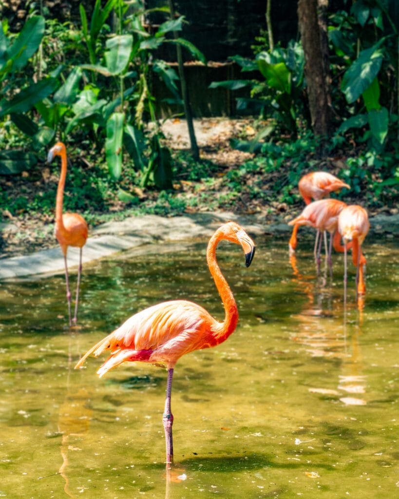 Aluxes Animal Sanctuary in Palenque, Chiapas