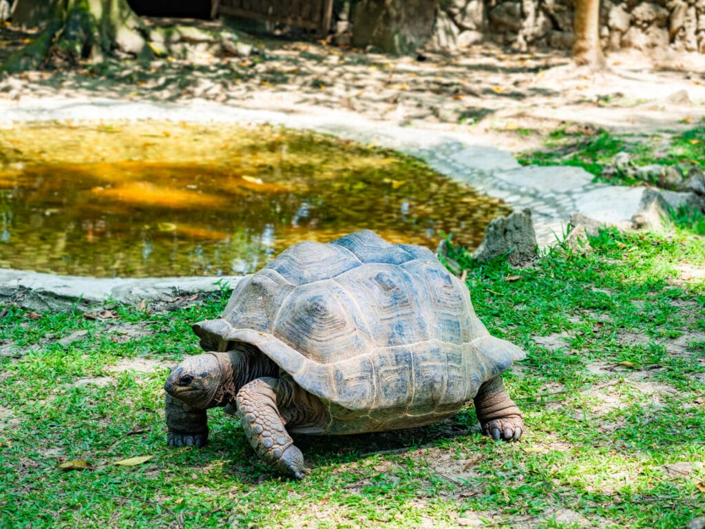 Aluxes Animal Sanctuary in Palenque, Chiapas