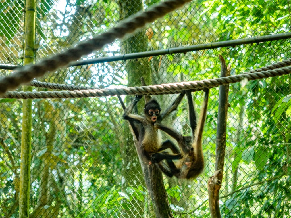 Aluxes Animal Sanctuary in Palenque, Chiapas