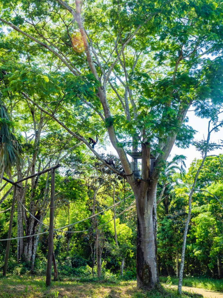 Aluxes Animal Sanctuary in Palenque, Chiapas