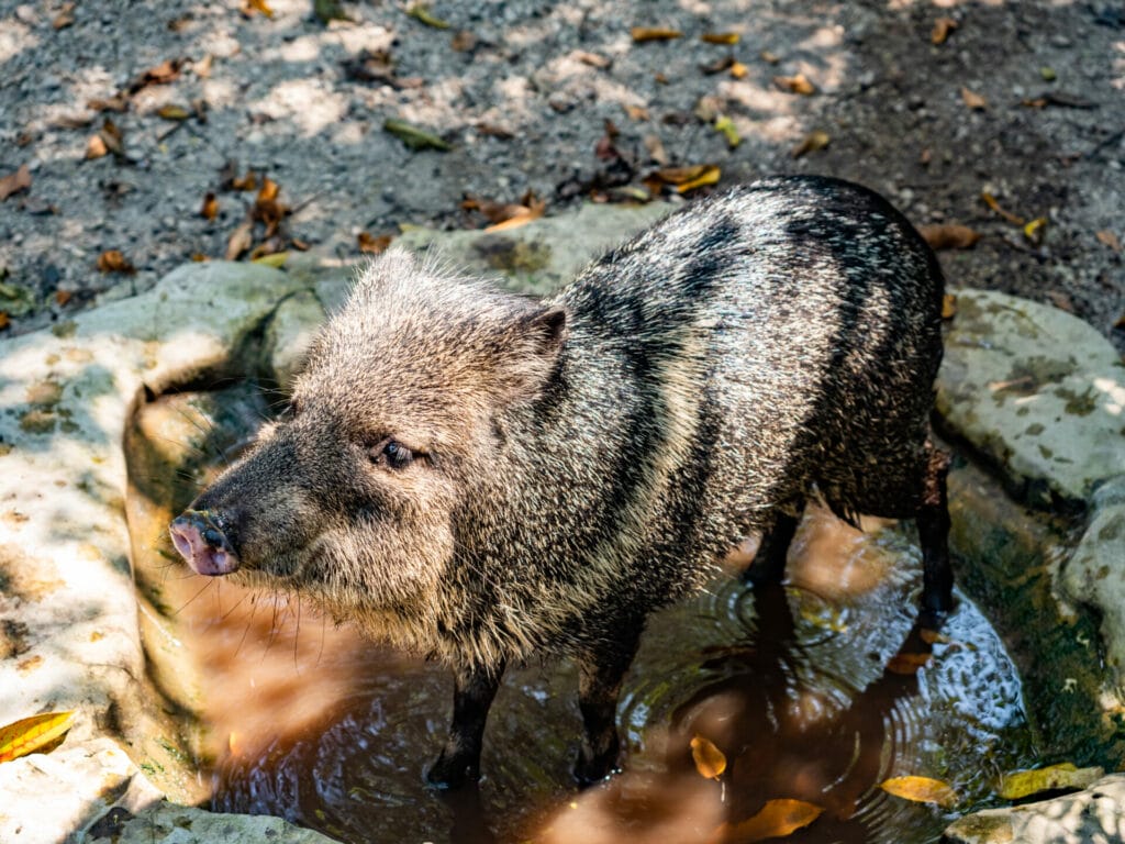 Aluxes Animal Sanctuary in Palenque, Chiapas