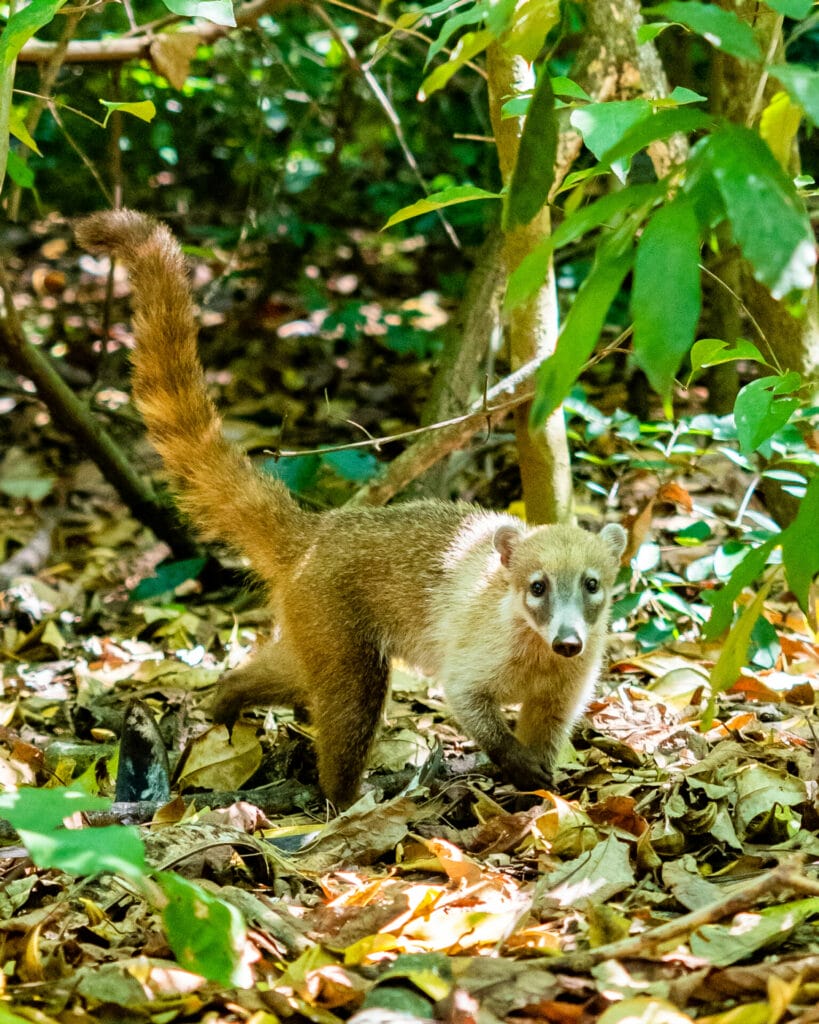 Parque La Venta in Villahermosa, Tabasco