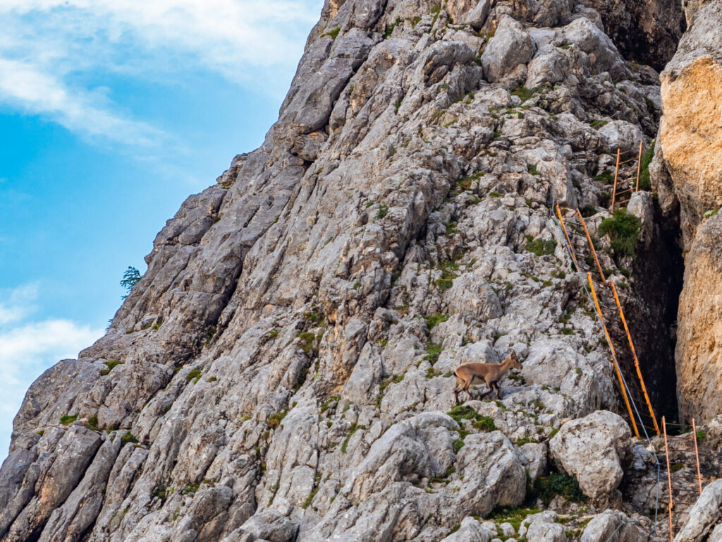 Ibex near the ladders of Via Ferrata Alfonso Vandelli