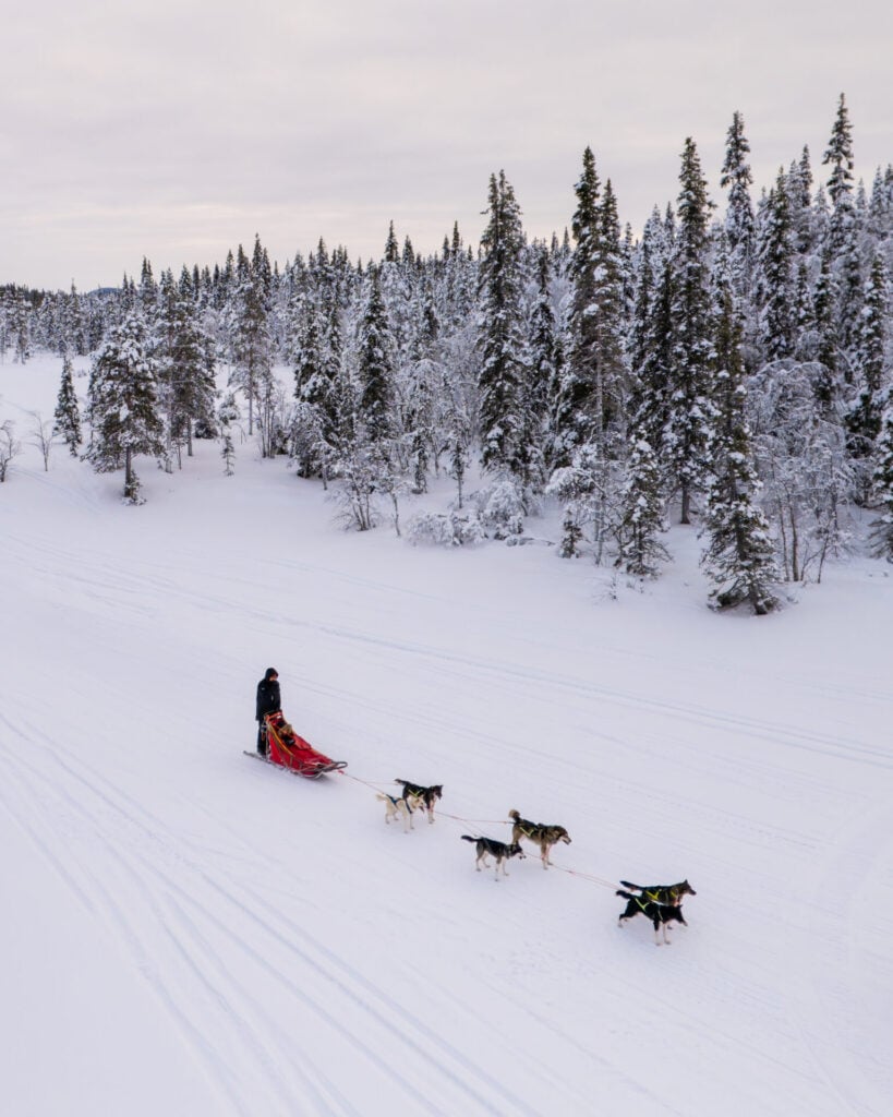 Dogsledding in Kiruna