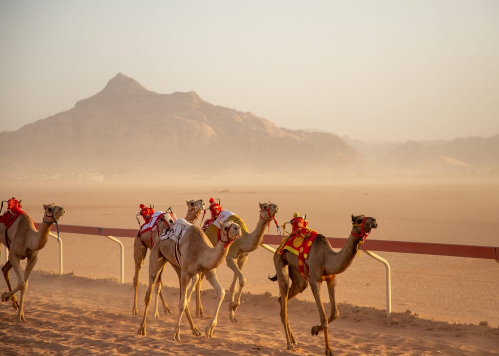 Wadi Rum Camel Racing Festival
