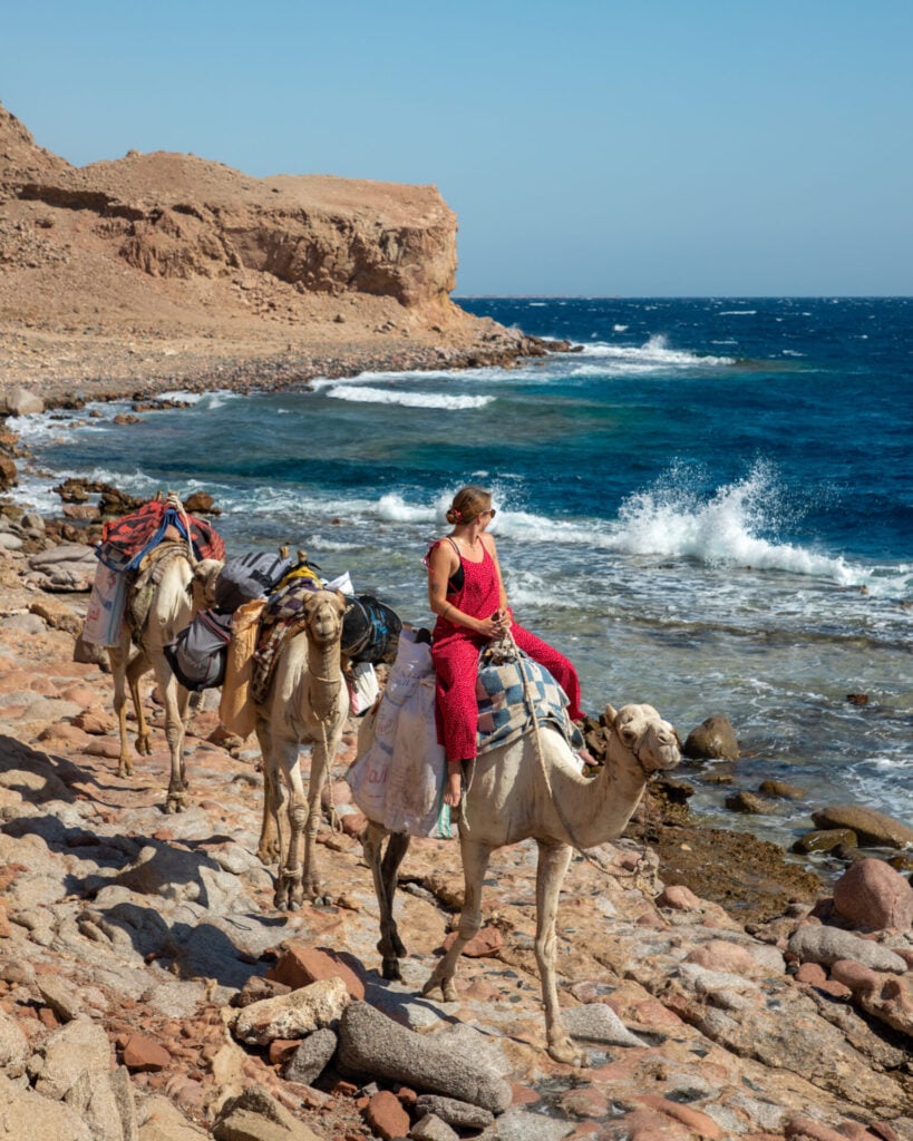Riding camels in Dahab