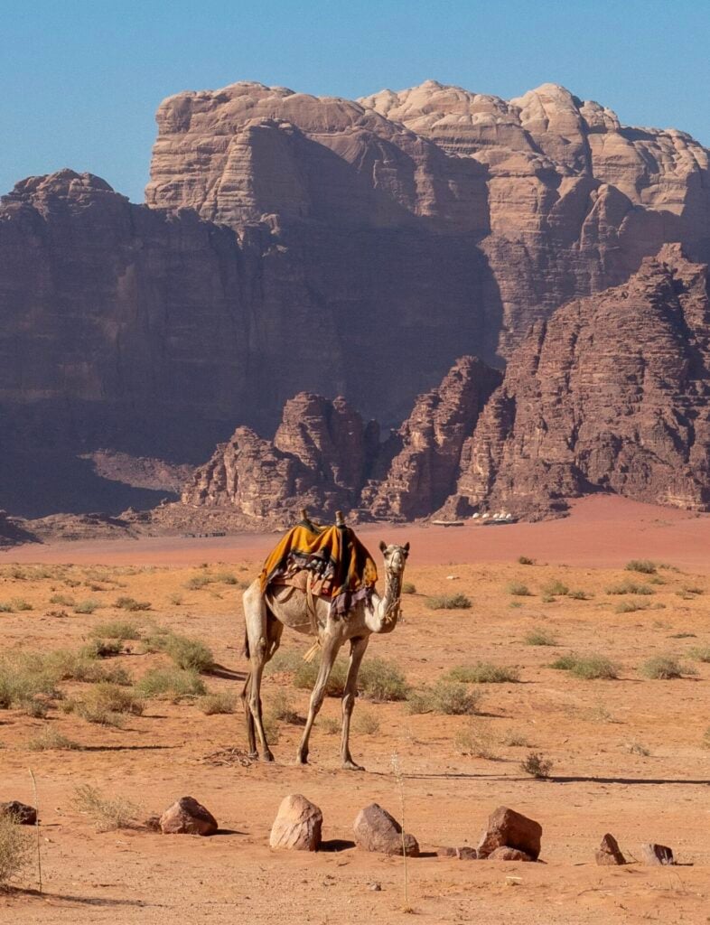 Camel in Wadi Rum