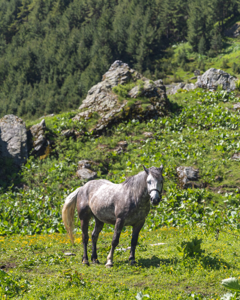 Horse at Feratovića Katun