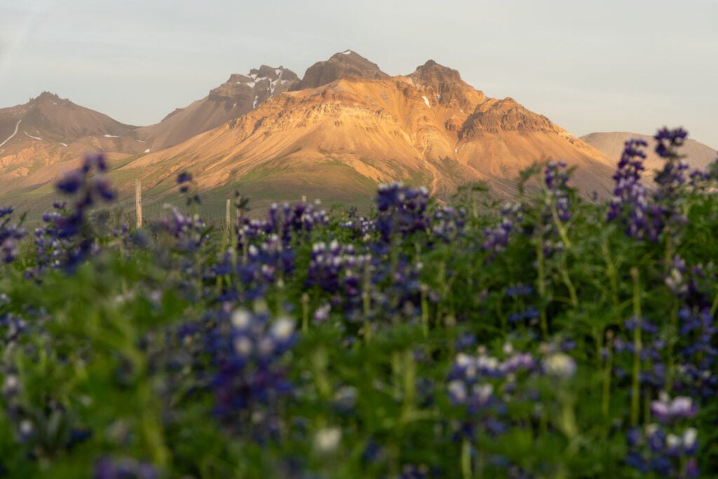Blooming lupine in Borgarfjörður Eystri