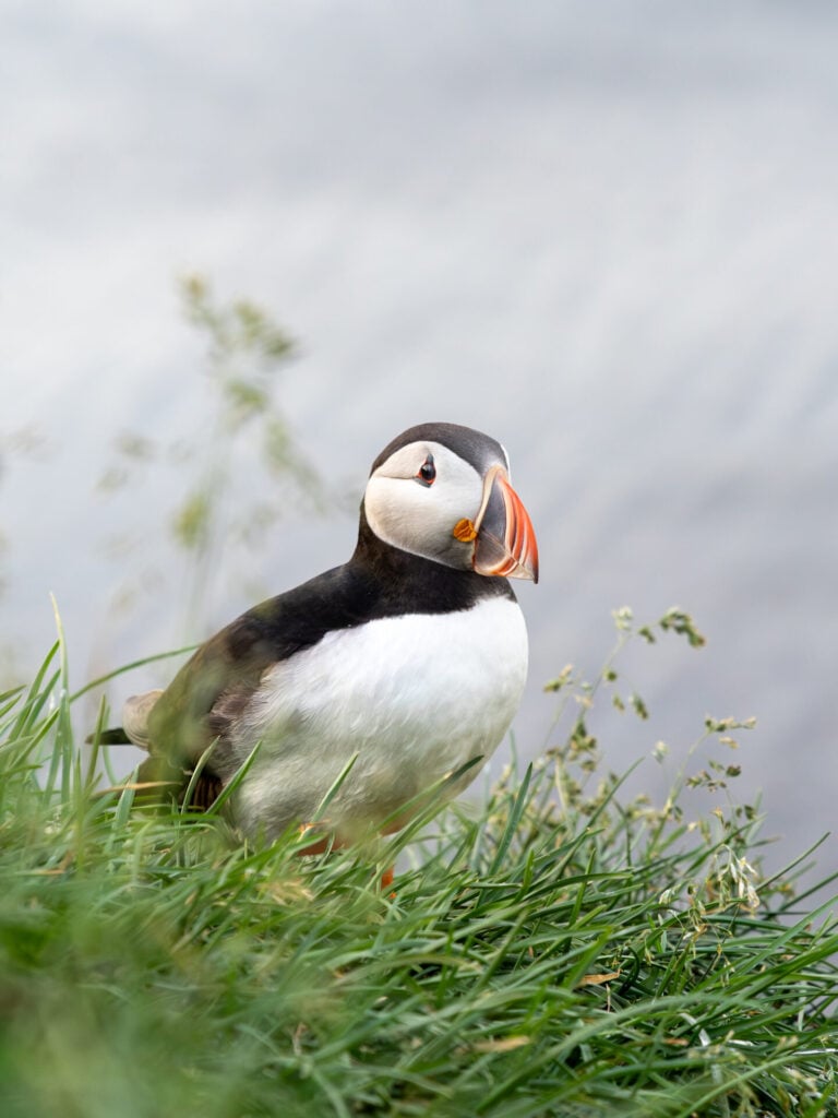 Puffins on Hafnarhólmi