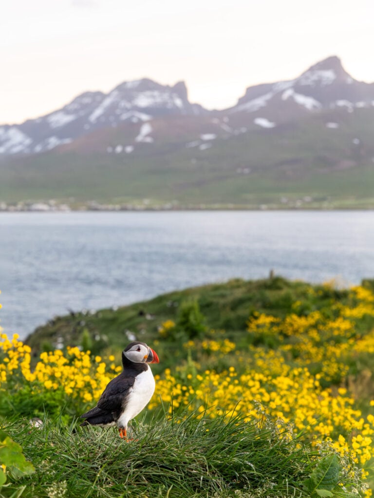 Puffins at 11pm on Hafnarhólmi