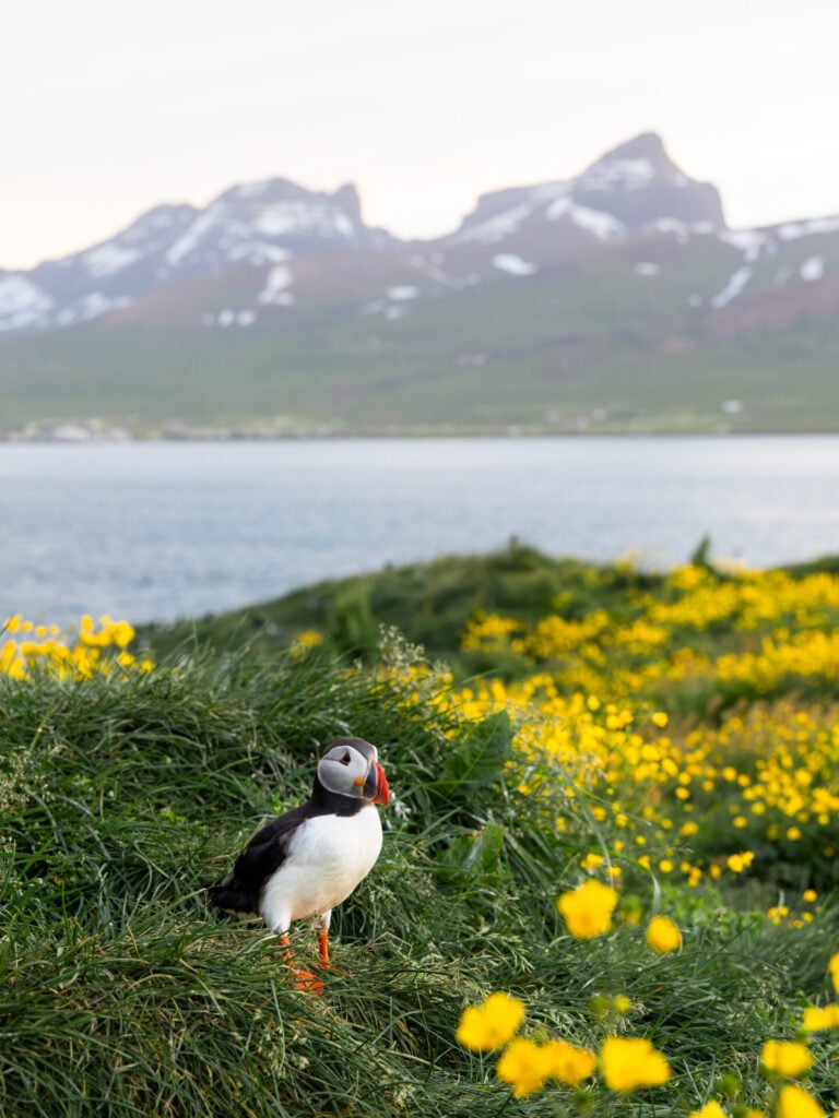Puffins at Hafnarhólmi at 11pm