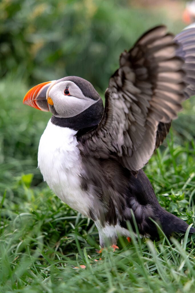 Puffin drying out her little wings