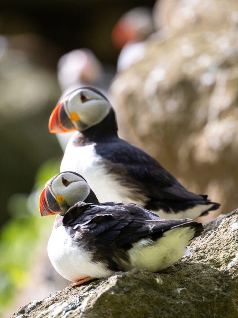 Puffins on Drangey Island shot at 600mm