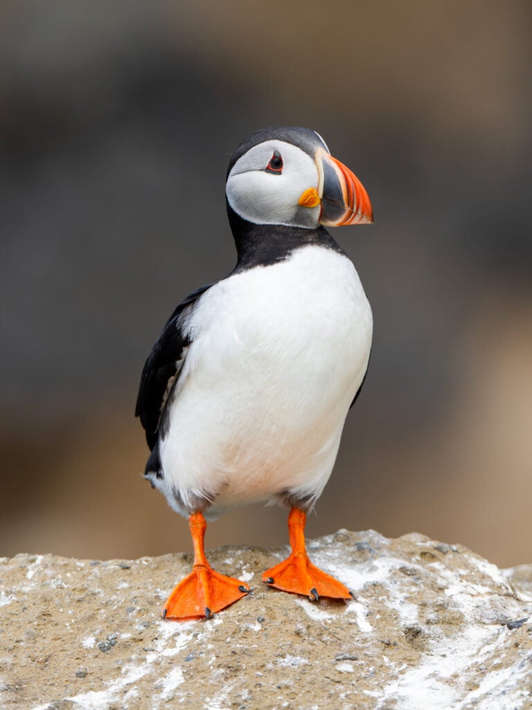 Puffin portrait shot at 600mm
