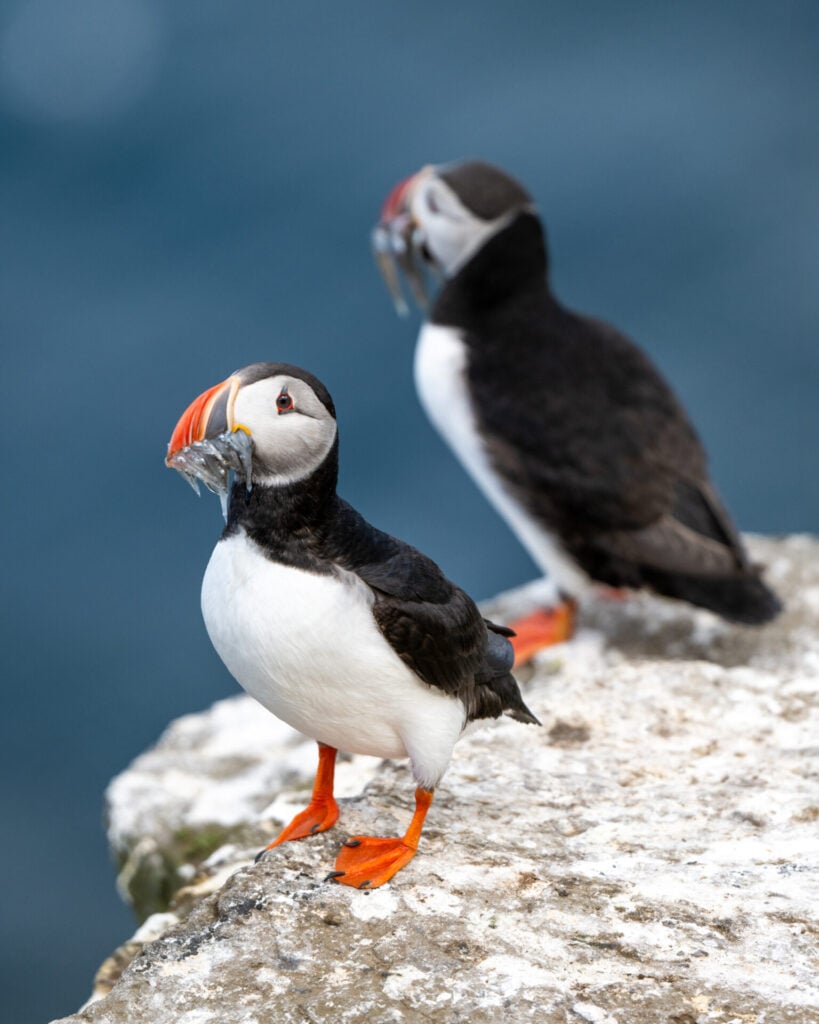 Puffins fish for sand eels