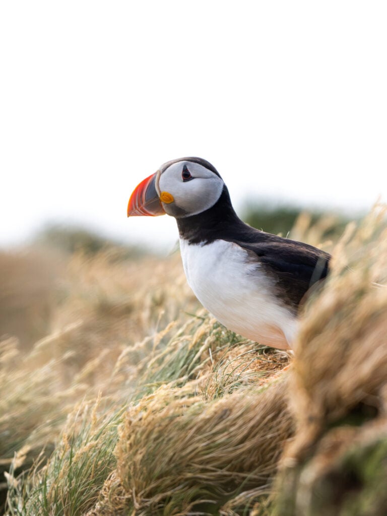Puffin outside her burrow on Drangey Island at 5pm