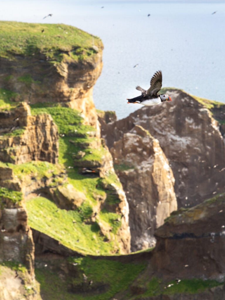 Puffin flying above the cliffs on Drangey Island