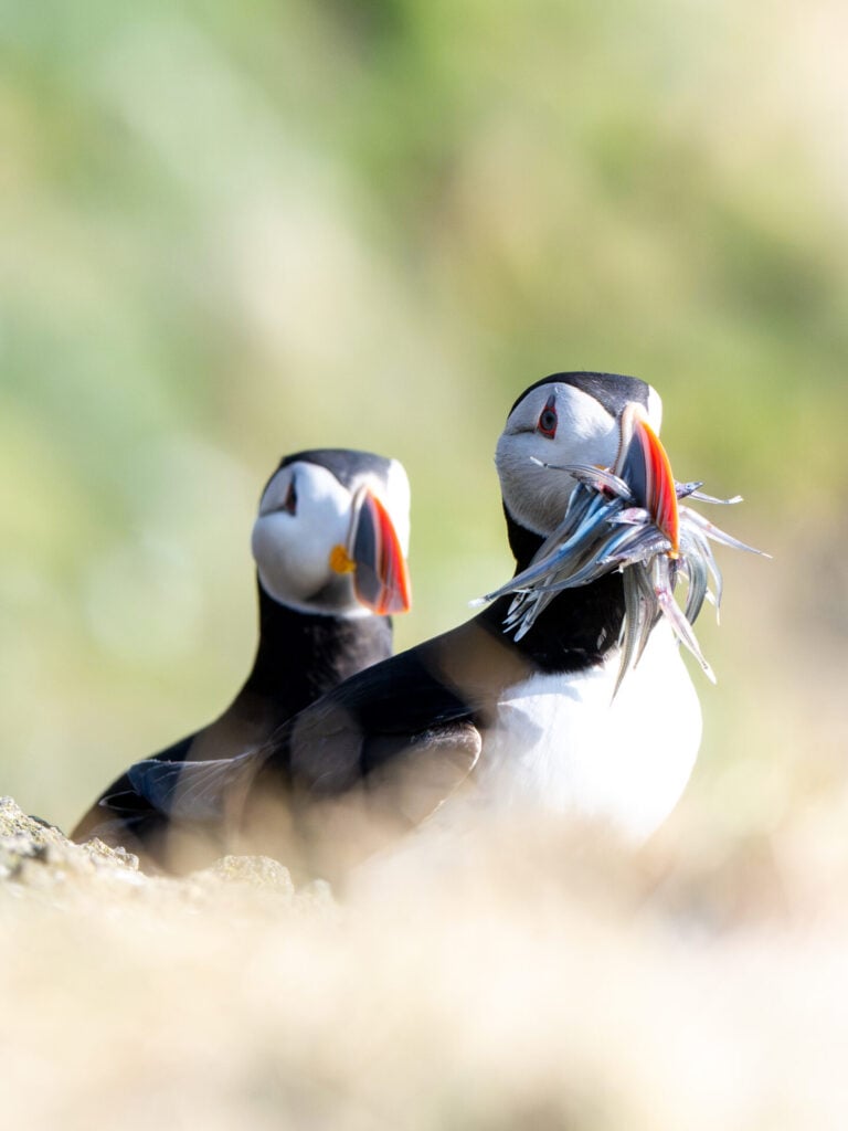 Puffins fishing for sand eels in the afternoon