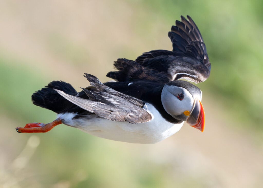 Puffin floating in the wind