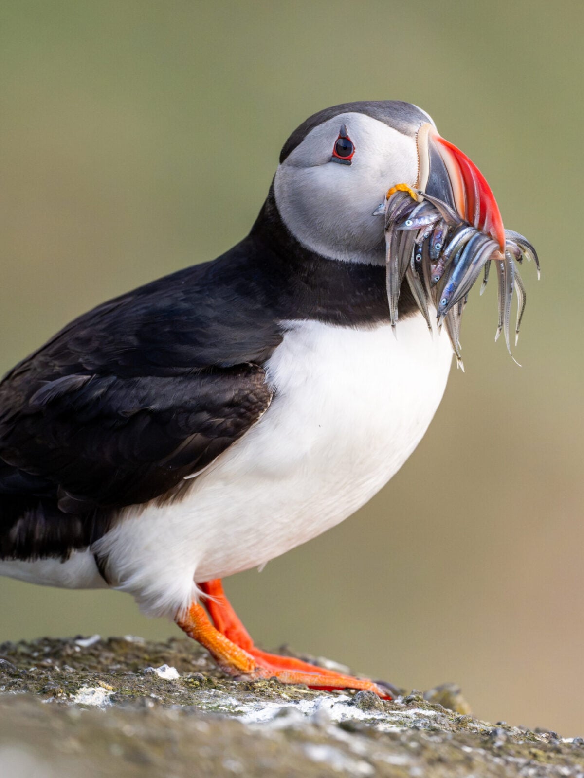 Puffin with sand eels in her mouth