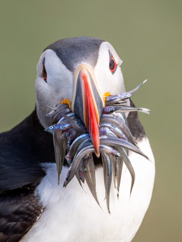 An entire beak full of sand eels