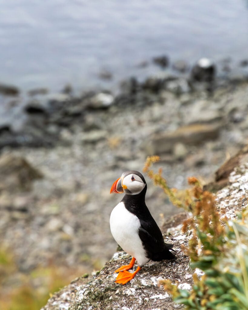 Puffin on Grímsey Island at 11am